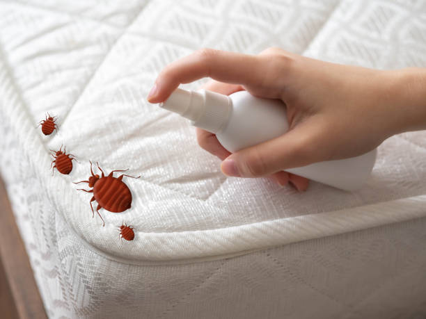 Best Flea Control Services  in Surprise, AZ