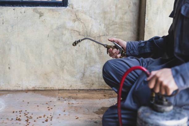 Best Termite Control Services  in Surprise, AZ